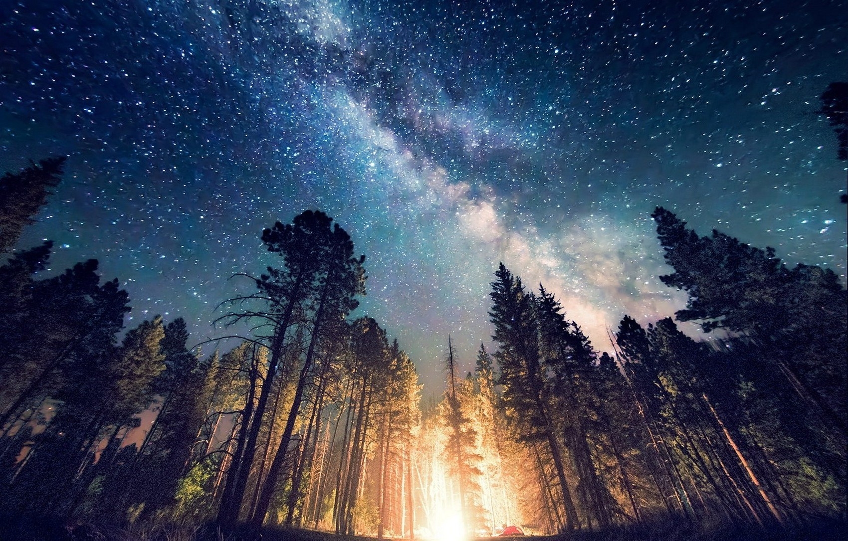 Long exposure photo of a starry night in a forst of pinetrees